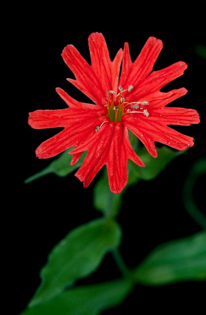 Silene californica - California Pink 3651.jpg